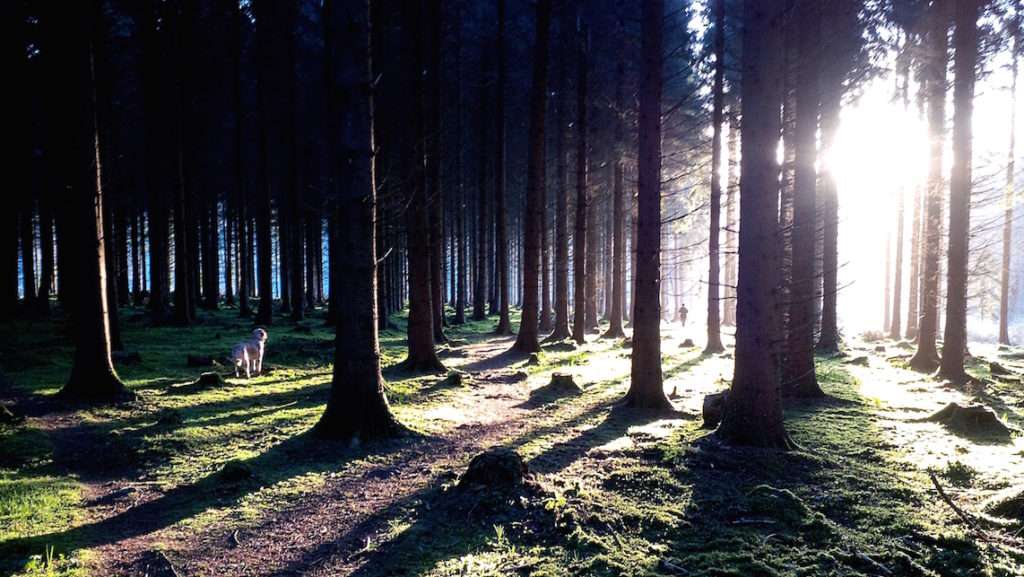 dog and mistress on morning walk in woods